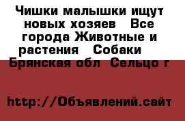   Чишки-малышки ищут новых хозяев - Все города Животные и растения » Собаки   . Брянская обл.,Сельцо г.